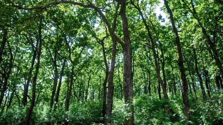 Uttarakhand NH Projects affected by Forest Clearance delays across 7 districts