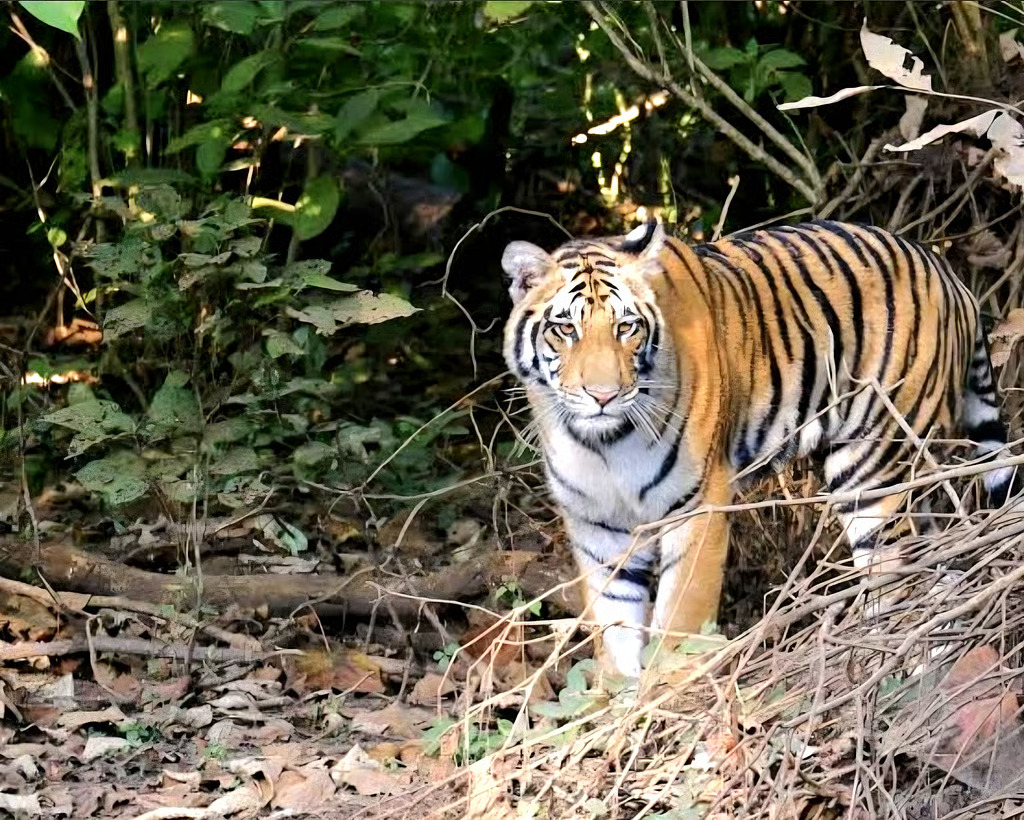 Uttarakhand Human-Wildlife Conflict: Shrinking forests and increasing face-to-face encounters—2,046 cases of big cat attacks in Uttarakhand.