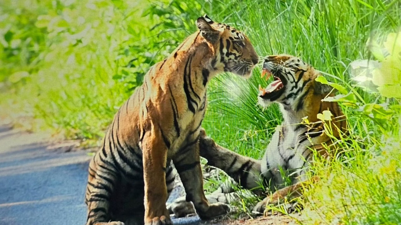 Uttarakhand Wildlife: Forest Department takes proposal to monitor wildlife locations seriously; seeks factual report from officials.