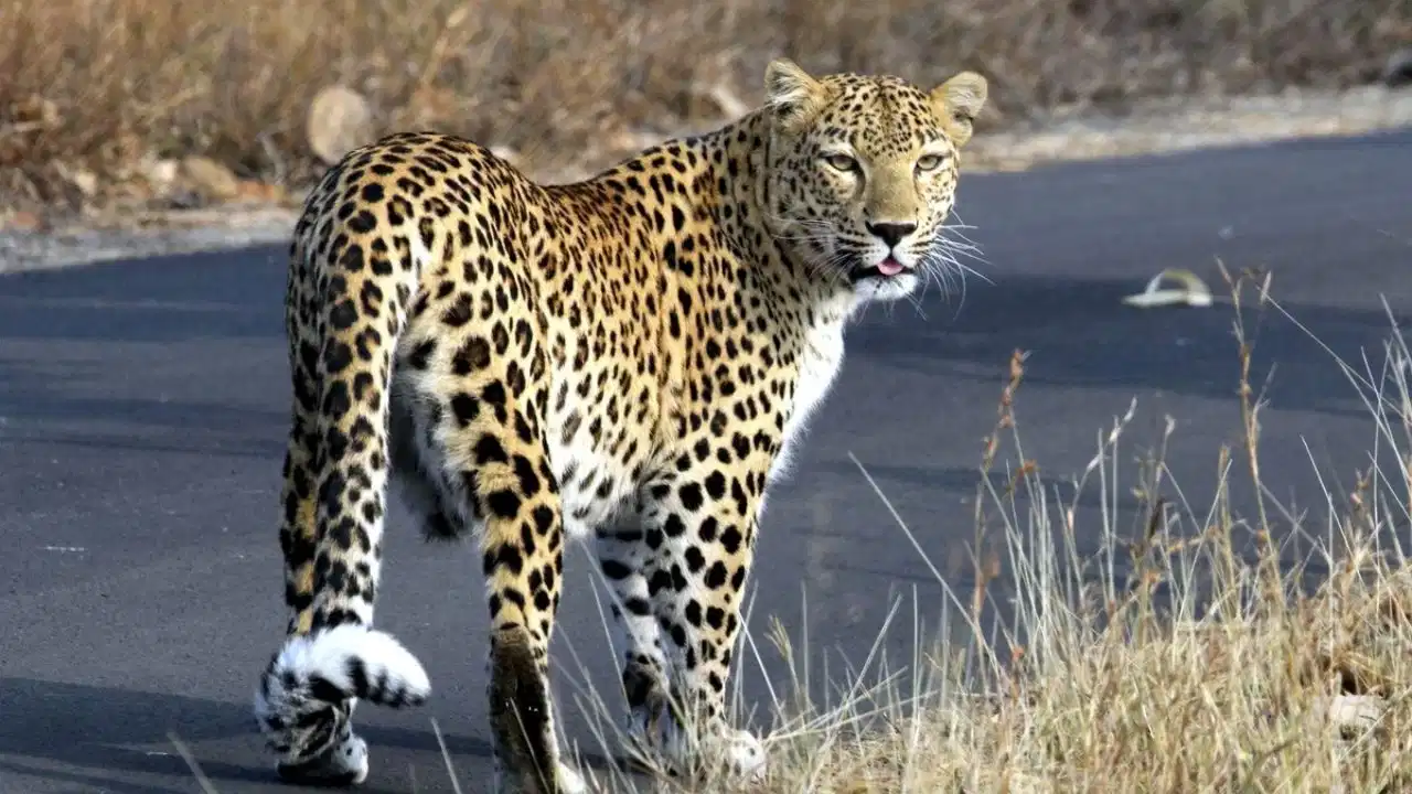 Kanwar Yatra Safety: Police issues leopard alert on Haridwar-Moradabad Kanwar route